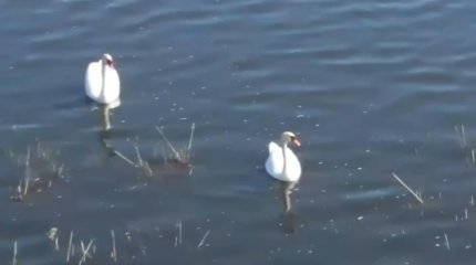 Лебеди прилетели на поля испарения АНПЗ