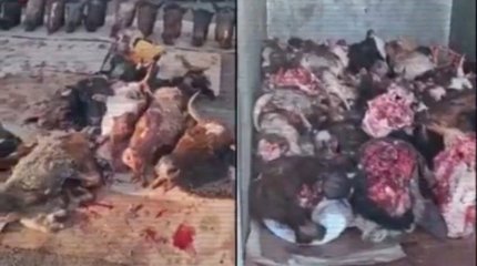 ІІМ: Үш қалада 13 заңсыз мал сою цехы табылды