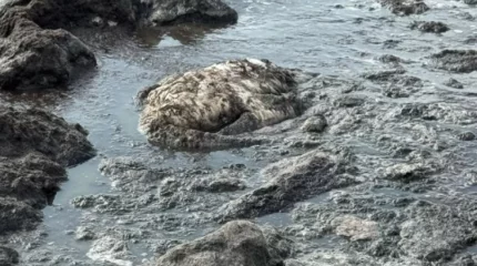 Маңғыстауда аққулардың өлексесі табылды