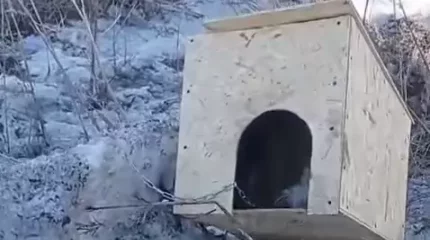 “Асқан қатыгездікпен жасалған“. ШҚО-да күшікті қорлағандардың әрекеті видеоға түсіп қалды