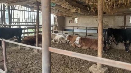 Түркістанда "Ауыл аманаты" жобасы жүйелі жүзеге асырылуда