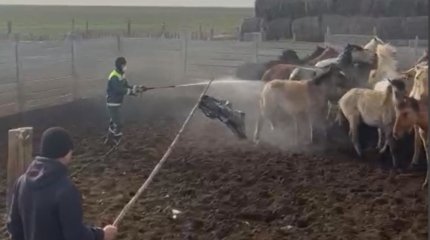 Атырау облысында кененің көбеюі мен киіктің қырылуын арнайы комиссия тексереді