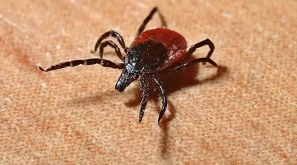 ШҚО-да 7 адамды кене шақты