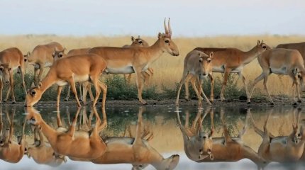 Биыл Ұлытау облысында 14 мыңға жуық киік өлексесі табылды