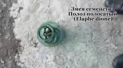 Две змеи заползли в дом жительницы Алматинской области