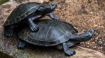 Пара галапагосских черепах впервые стала родителями в 100 лет