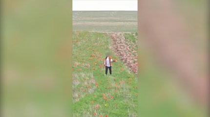 Түркістанда полиция 12 млн теңгенің  гүлін жұлған әйелді іздеп жатыр