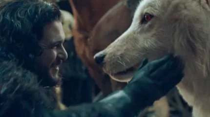 «Лютоволков» как в «Игре престолов» вывели учёные