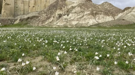 Тюльпаны зацвели в пустынях Мангистау