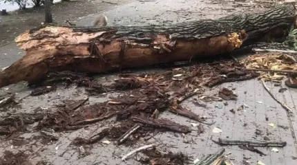 Алматы облысында дауыл салдарынан ағаш адамның үстіне құлап, ер кісі мерт болды