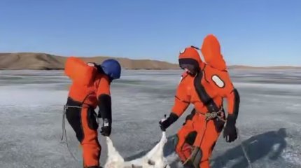 Прокуратура сделала заявление в связи с гибелью 14 тысяч сайгаков в Ұлытау