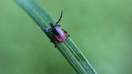Өскеменде кенеден зардап шеккендер саны 40-қа жетті