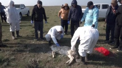 Атырау облысында кене жайлап барады