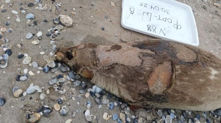 Каспий жағалауынан 90-ға жуық итбалықтың өлексесі табылды