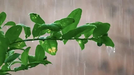 Алдағы күндері Қазақстанда күн күркіреп, жаңбыр жауады