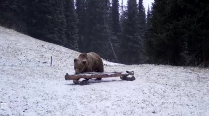 Бурый медведь попал в фотоловушку на территории Кольсайских озёр