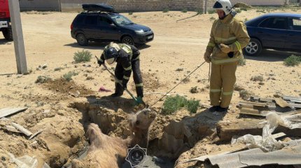 Верблюд провалился в выгребную яму в Кызылординской области