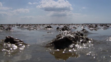 Министр здравоохранения США купается с внуками в реке с фекалиями