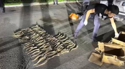 Жетісу облысында киік мүйіздерін заңсыз сатқан теміртаулық ұсталды