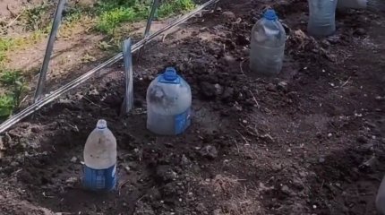 В Уральске 55-летний мужчина выращивал наркосодержащие растения во дворе своего дома