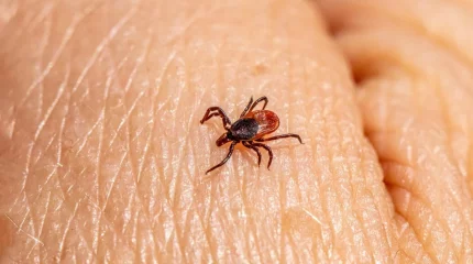 Алматыда 900-ден астам адамды кене шаққан