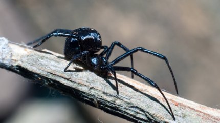 Шымкентте 5 адамды қарақұрт шағып алған