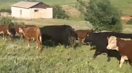 Жамбылда жылқы мен сиырды ұрлап, тау асырып жатыр