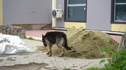 Қостанайда бір күнде 10 адамды ит қапты