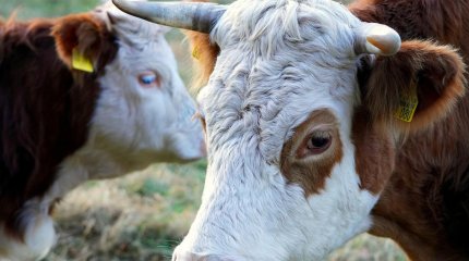 Қазақстанда бұқаларды экспорттауға уақытша тыйым салынды