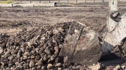 Жамбыл облысында қант қызылшасы шіріп, қара шыбын қаптады