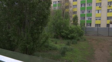 Ақтөбеде тұрғындар үйлерінің маңындағы теректерді кесуге қарсы