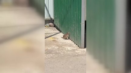 Они заползают в квартиры: на нашествие крыс жалуются жители одного из микрорайонов в Караганде
