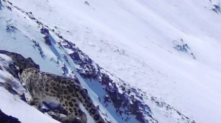 Снежного барса заметили на Алтае в Казахстане