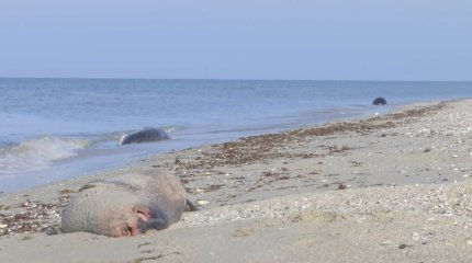Специалисты не могут определить причину гибели тюленей на Каспии