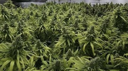 Плантацию конопли прямо у дома разбил житель Байконура