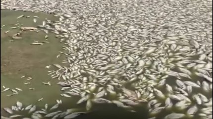 Атырауда балық шабақтары қырылып жатыр