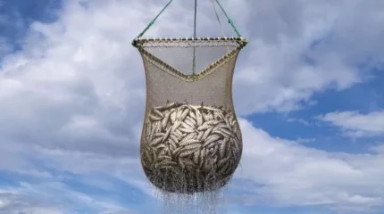 Ақтауда тормен балық аулаған адамға айыппұл салынды