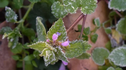 Елімізде демалыс күндері үсік жүреді