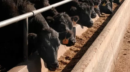 Жамбыл облысында малшы 14,5 млн теңгені құмар ойынға салған