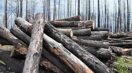 Аманқарағайдағы алапат өртте күйген ағашты кесуге рұқсат жоқ