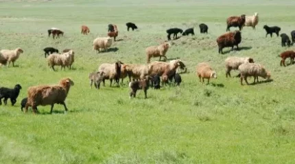 Қазақстанда малды несиеге бере бастады