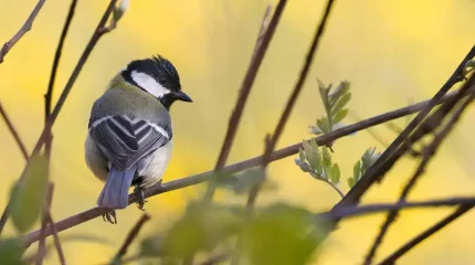 Алдағы үш күнде мегаполистердегі ауа райы қандай болады