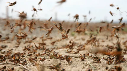АШМ 880 мың гектарға жуық егіс алқабын шегіртке жайлағанын мәлімдеді