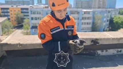 Ворону спасли в Актобе
