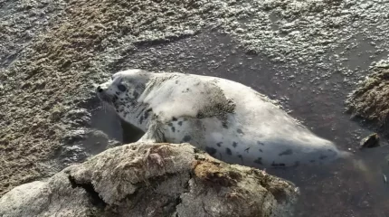 Маңғыстауда екі күнде 100-ден астам итбалық өлексесі табылды