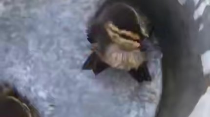 Спецоперацию по спасению утят развернули в Усть-Каменогорске