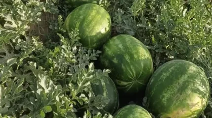 "Салмағы 15 келіге дейін жетеді": Түркістан облысында қарбыз жылдағыдан ерте пісті