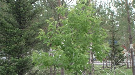 Миллион деревьев для Астаны: как столица озеленяется, и на что уходят миллионы?