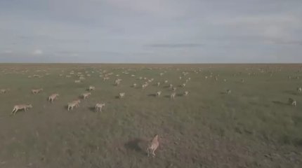 "Егер киік саны реттелмесе, далада ауру тарауы мүмкін" – ғалым