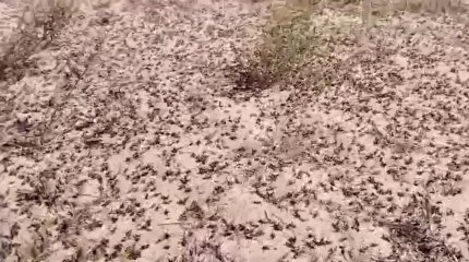 Ақтөбе облысында шегіртке жайлады